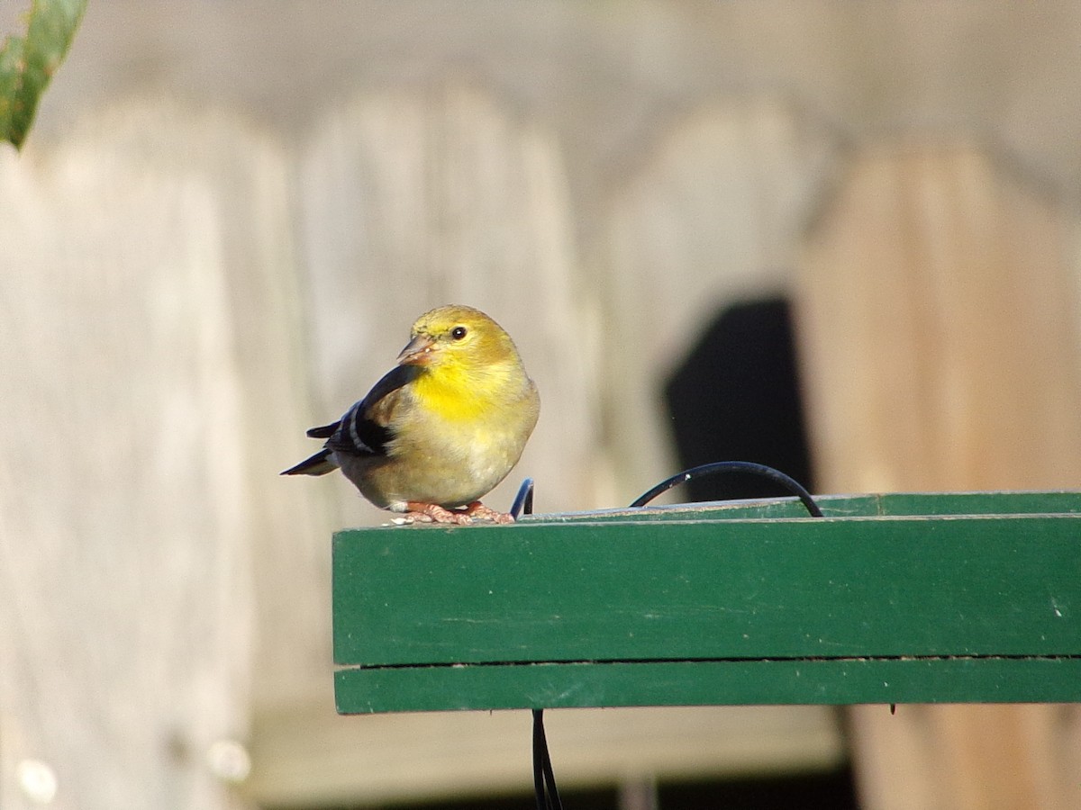 gulstillits - ML647839326