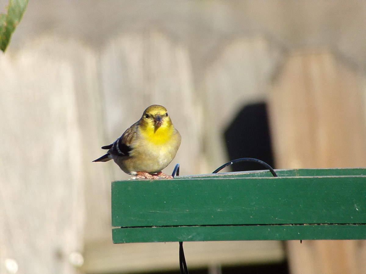 gulstillits - ML647839327