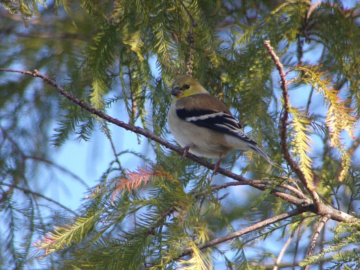 gulstillits - ML647839328