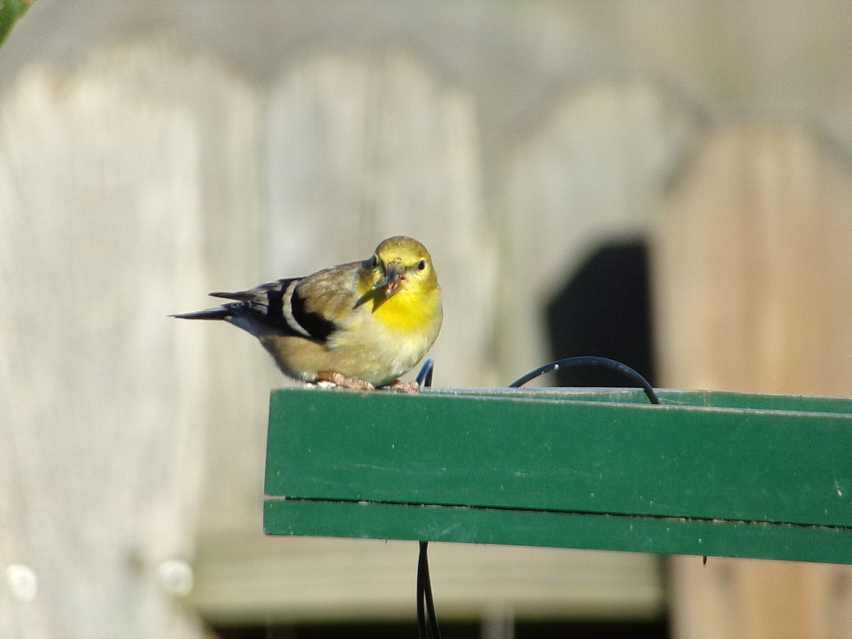 gulstillits - ML647839329