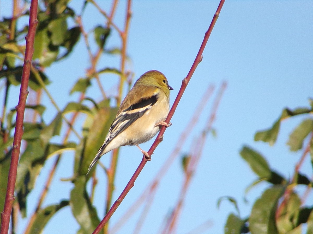 gulstillits - ML647839330