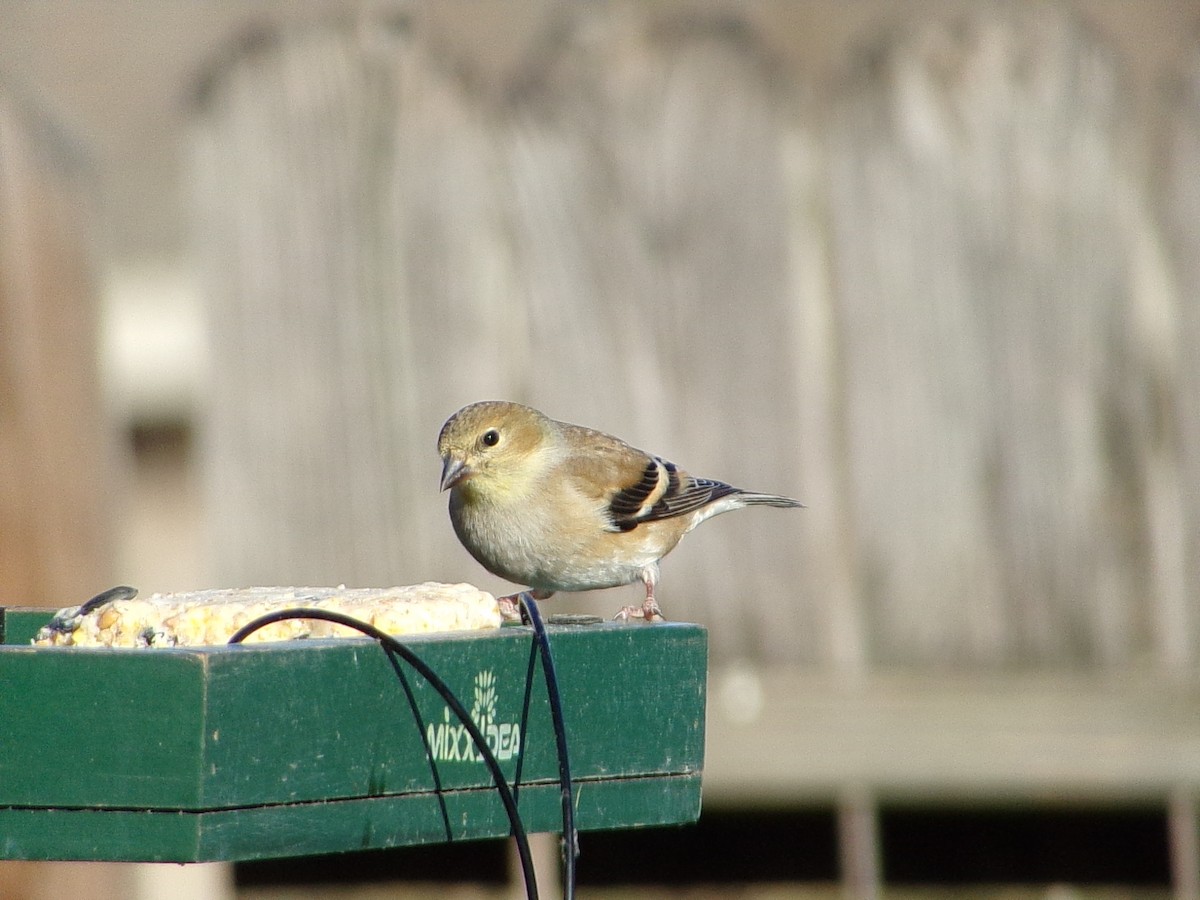 gulstillits - ML647839331