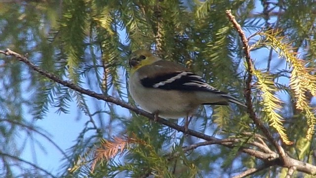 American Goldfinch - ML647839332