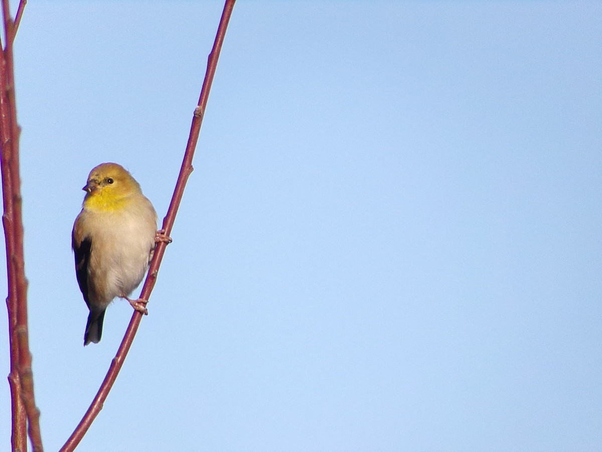 gulstillits - ML647839334