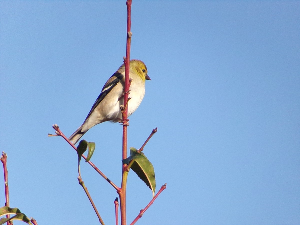 gulstillits - ML647839336