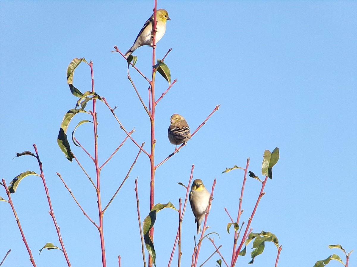 gulstillits - ML647839337