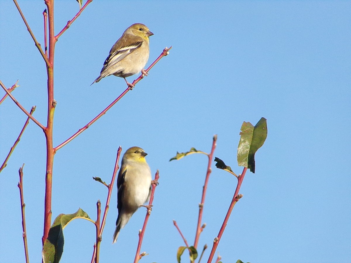 gulstillits - ML647839341