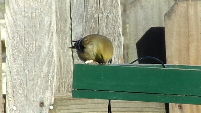 American Goldfinch - ML647839344