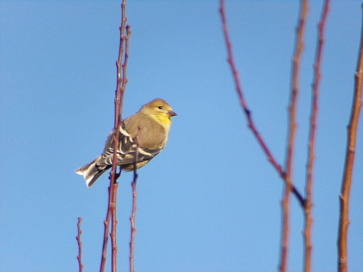 gulstillits - ML647839349