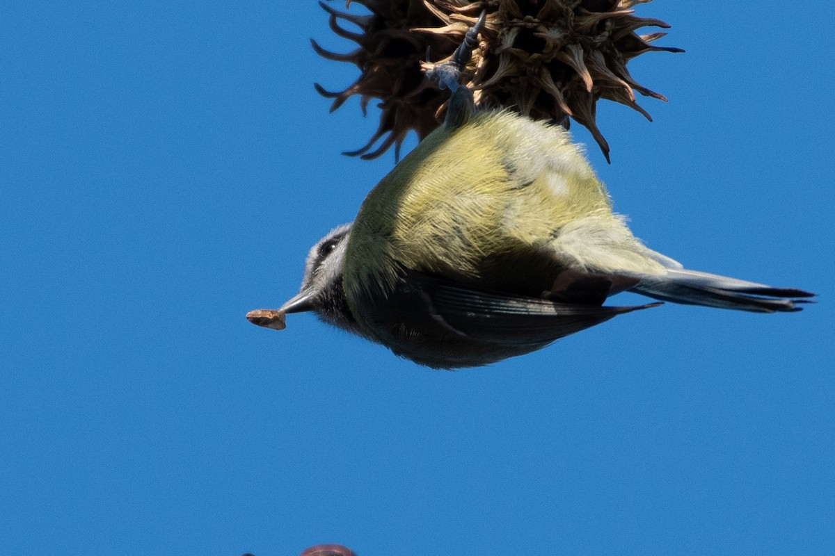 Eurasian Blue Tit - ML647839354