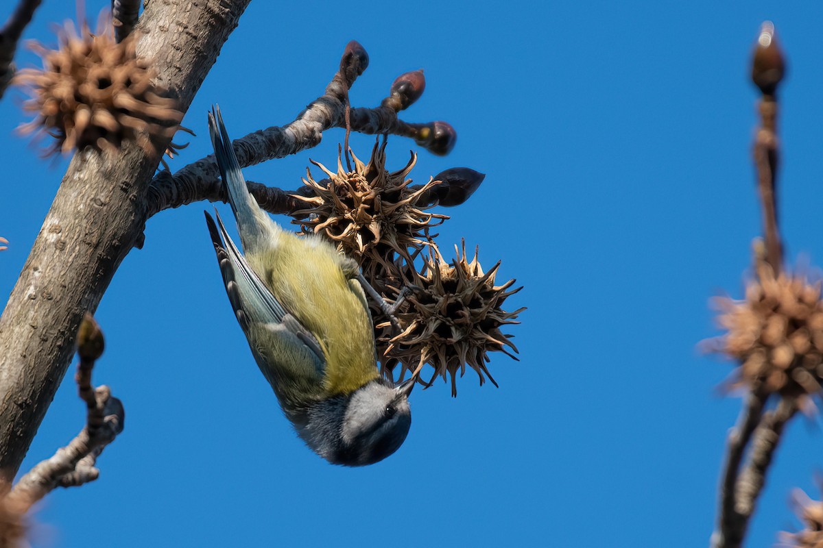 Eurasian Blue Tit - ML647839357