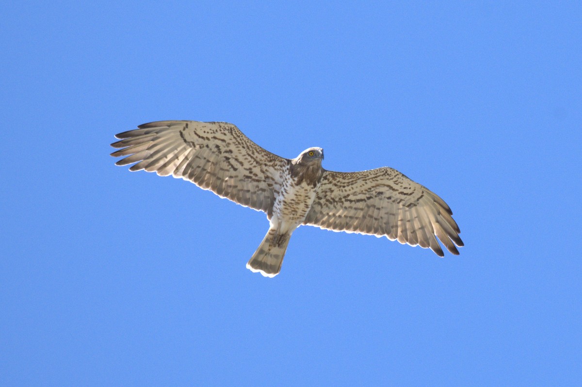 orlík krátkoprstý - ML647839367