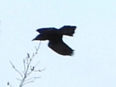 Corvo imperiale - ML647839373