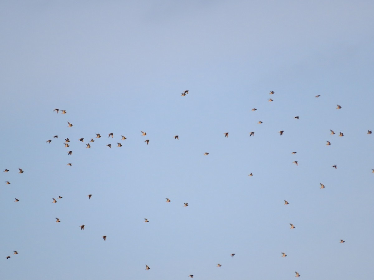 Сивка звичайна - ML647839375