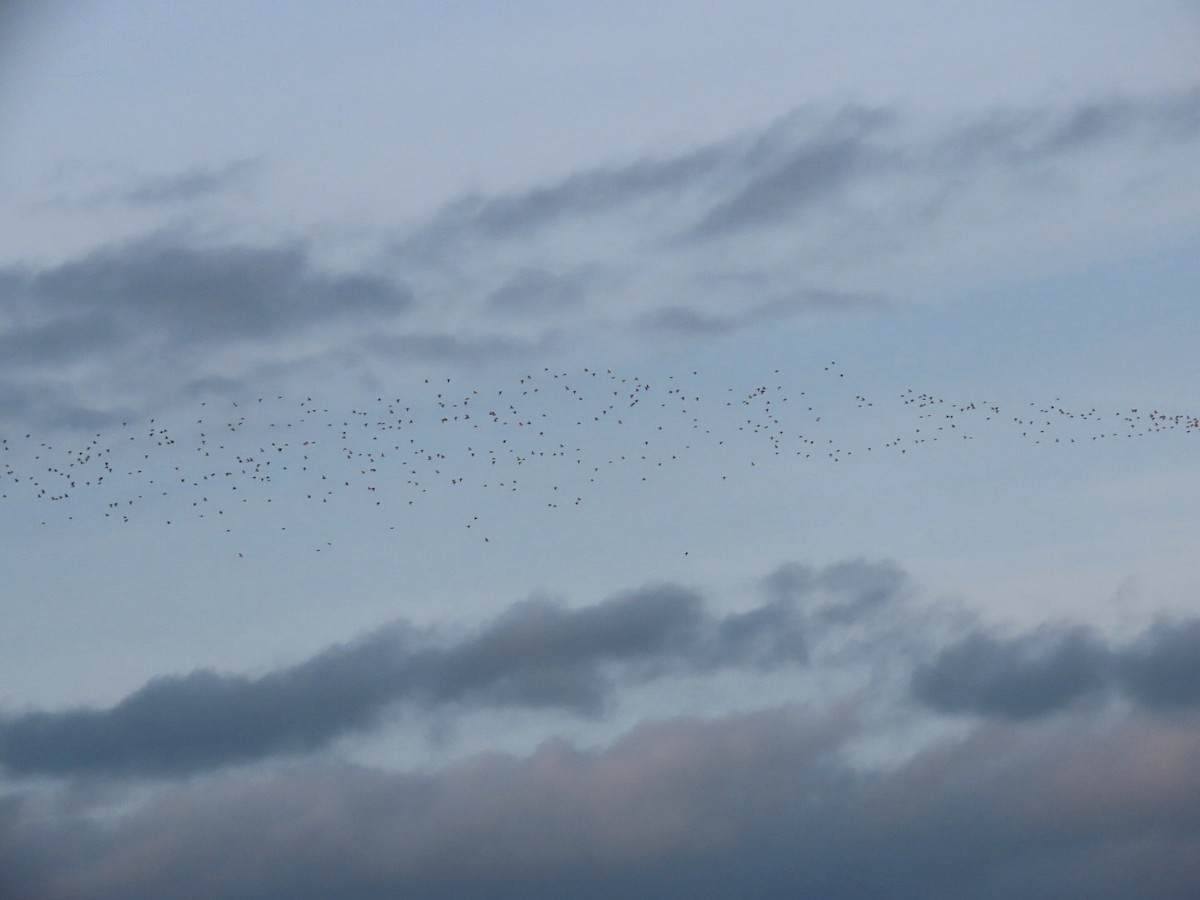 Сивка звичайна - ML647839376