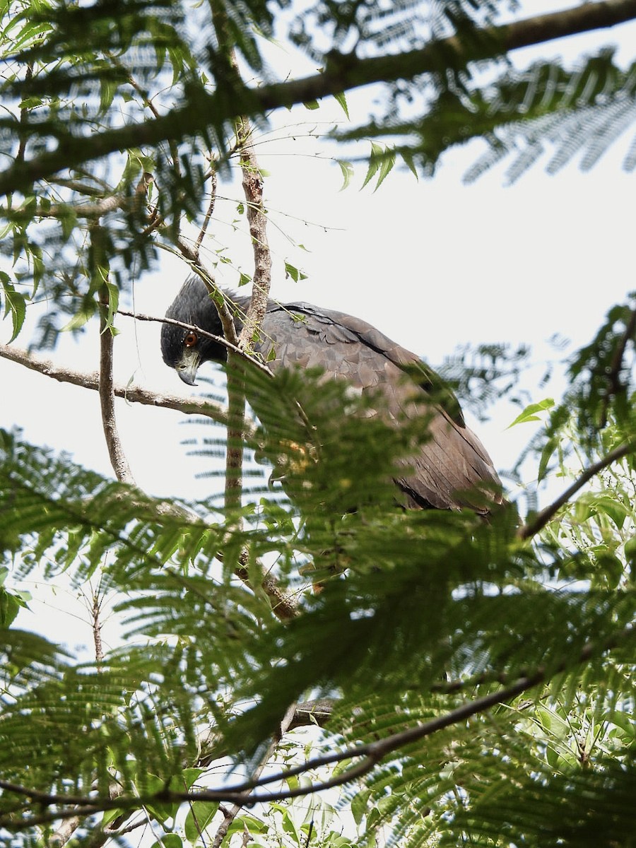 Black Hawk-Eagle - ML647839394