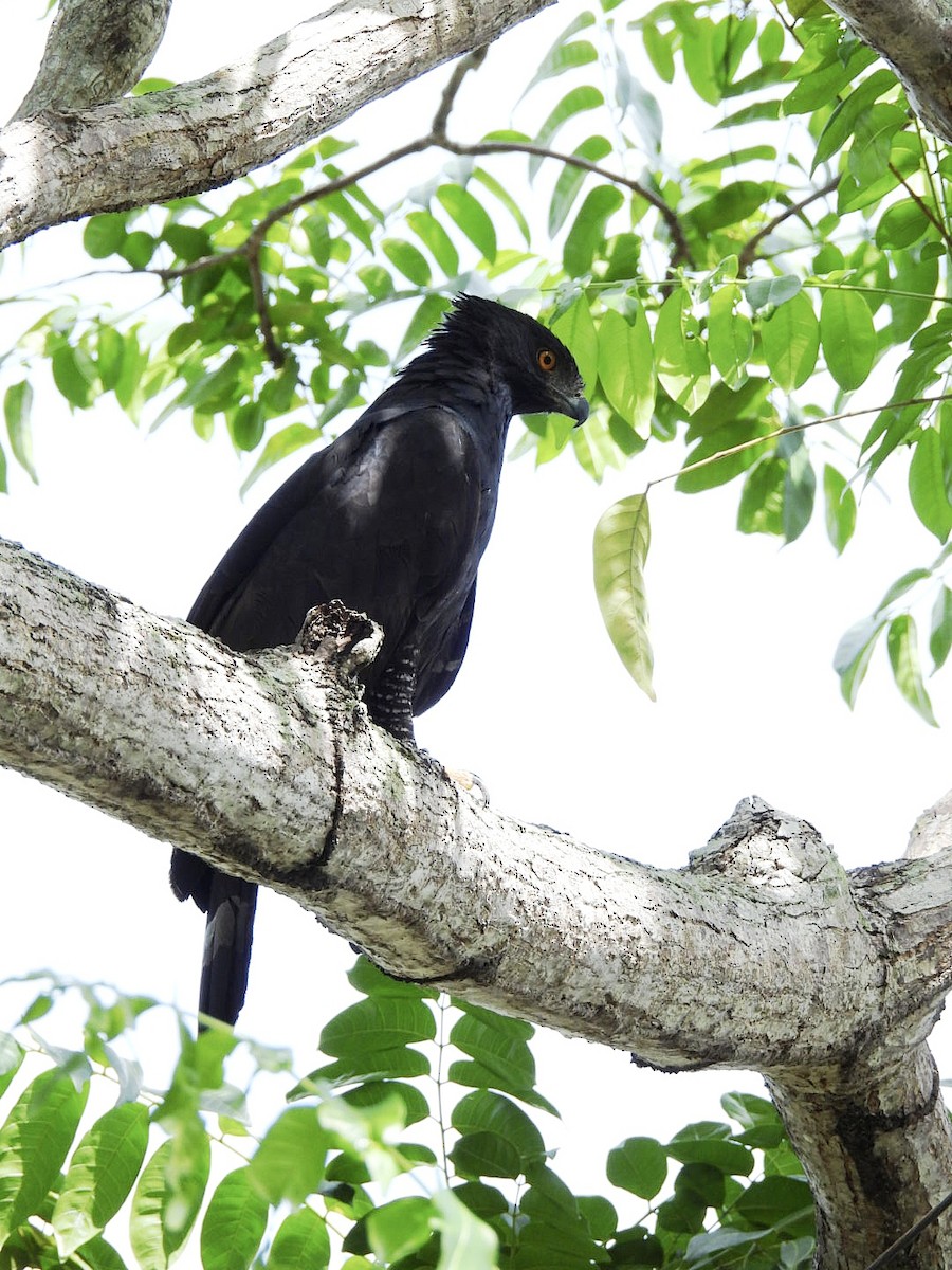 Black Hawk-Eagle - ML647839395