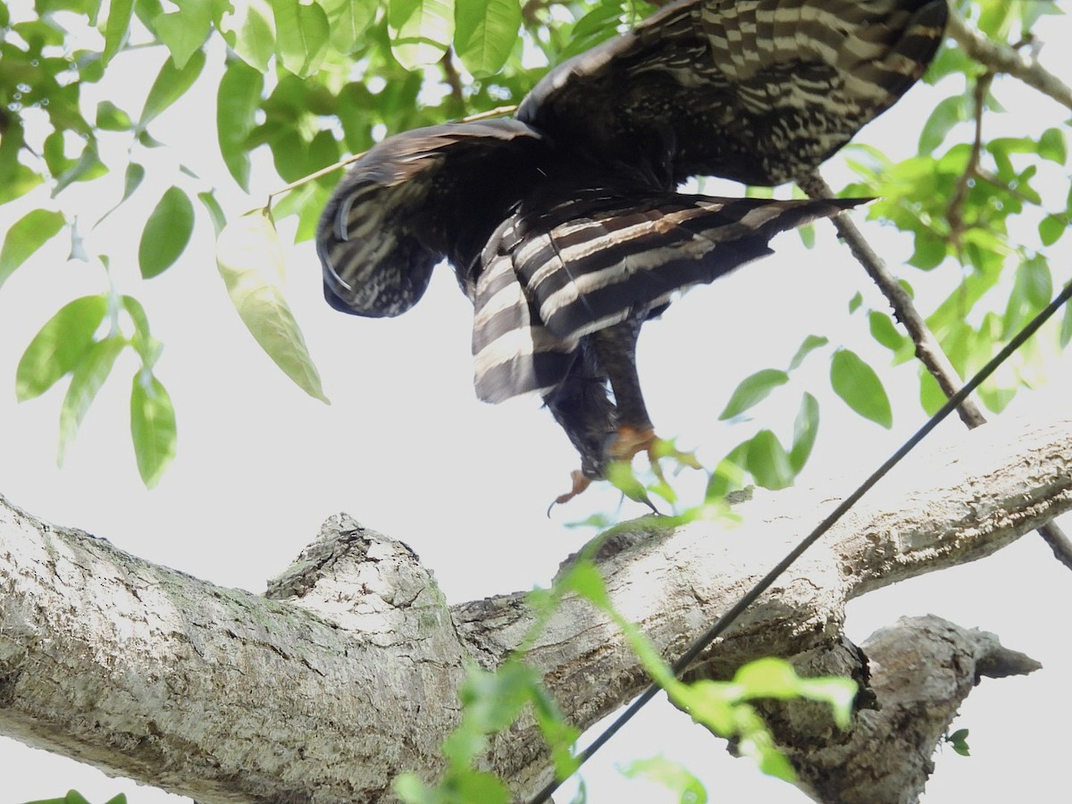 Black Hawk-Eagle - ML647839396