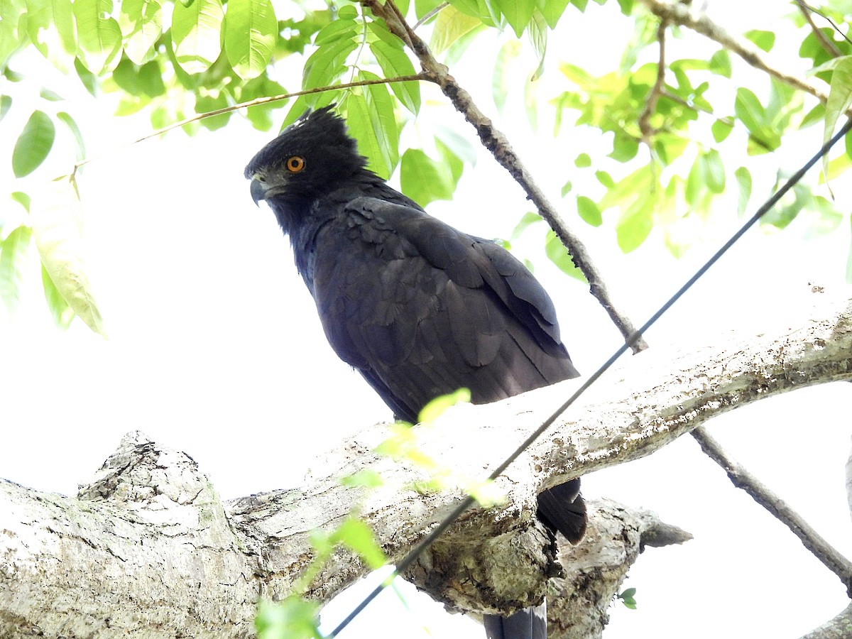 Black Hawk-Eagle - ML647839397