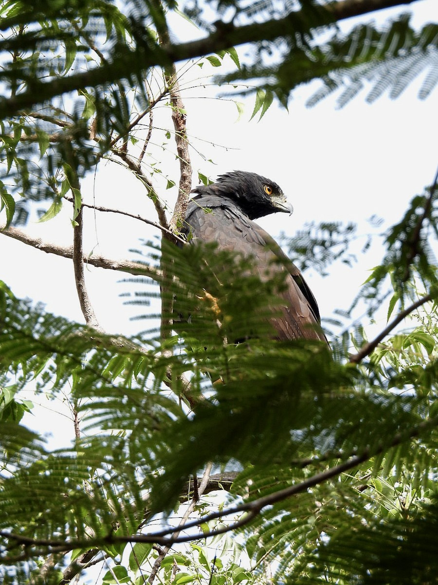 Black Hawk-Eagle - ML647839398