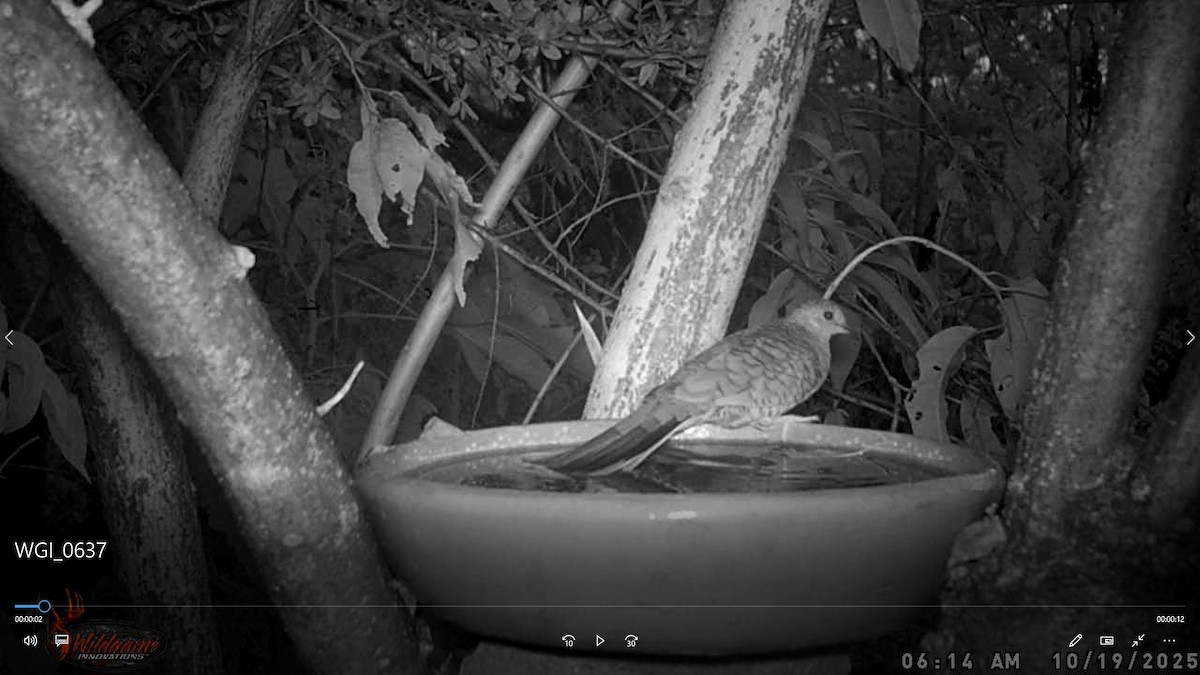 Inca Dove - ML647839414