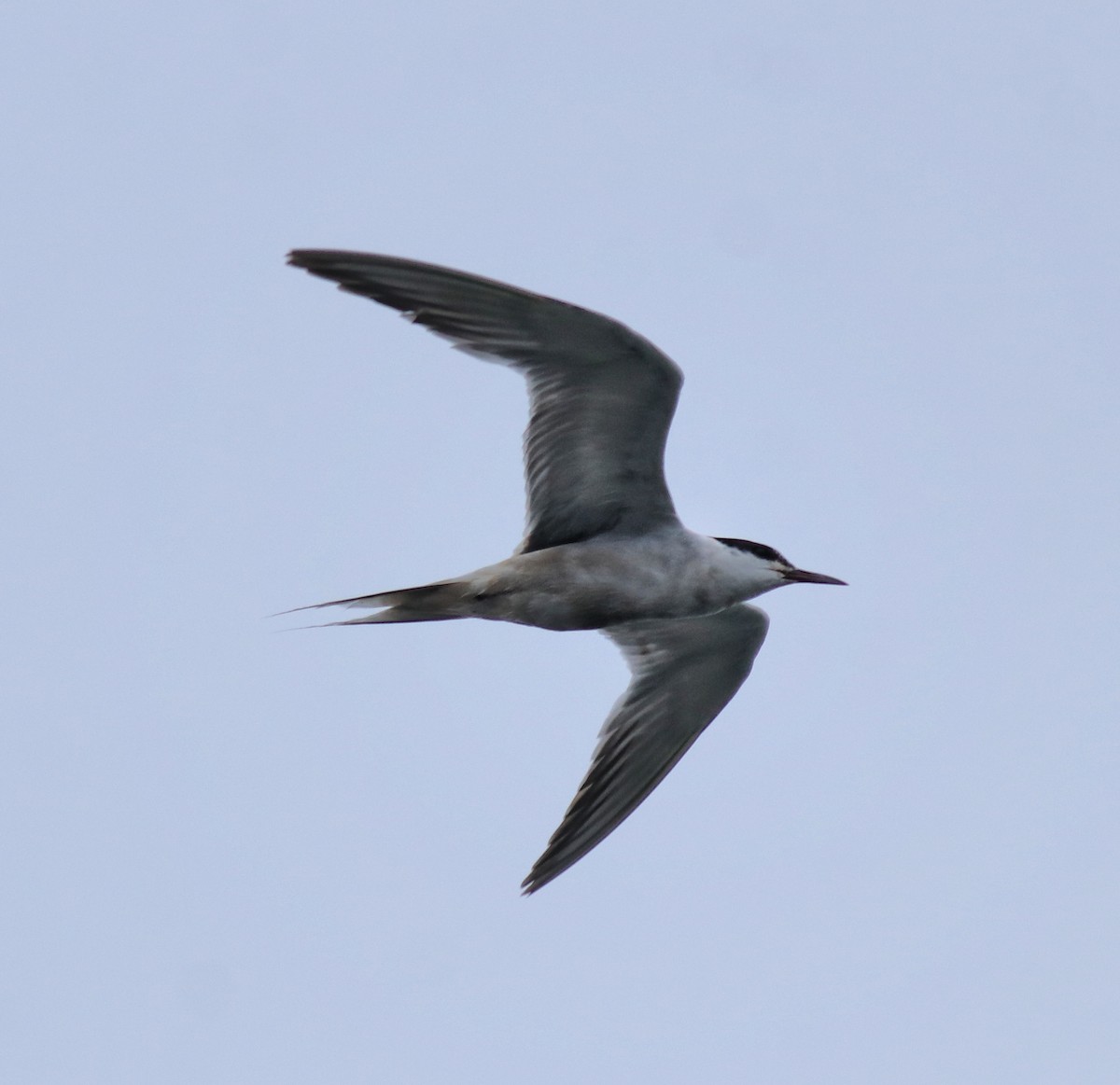 Common Tern - ML647839443