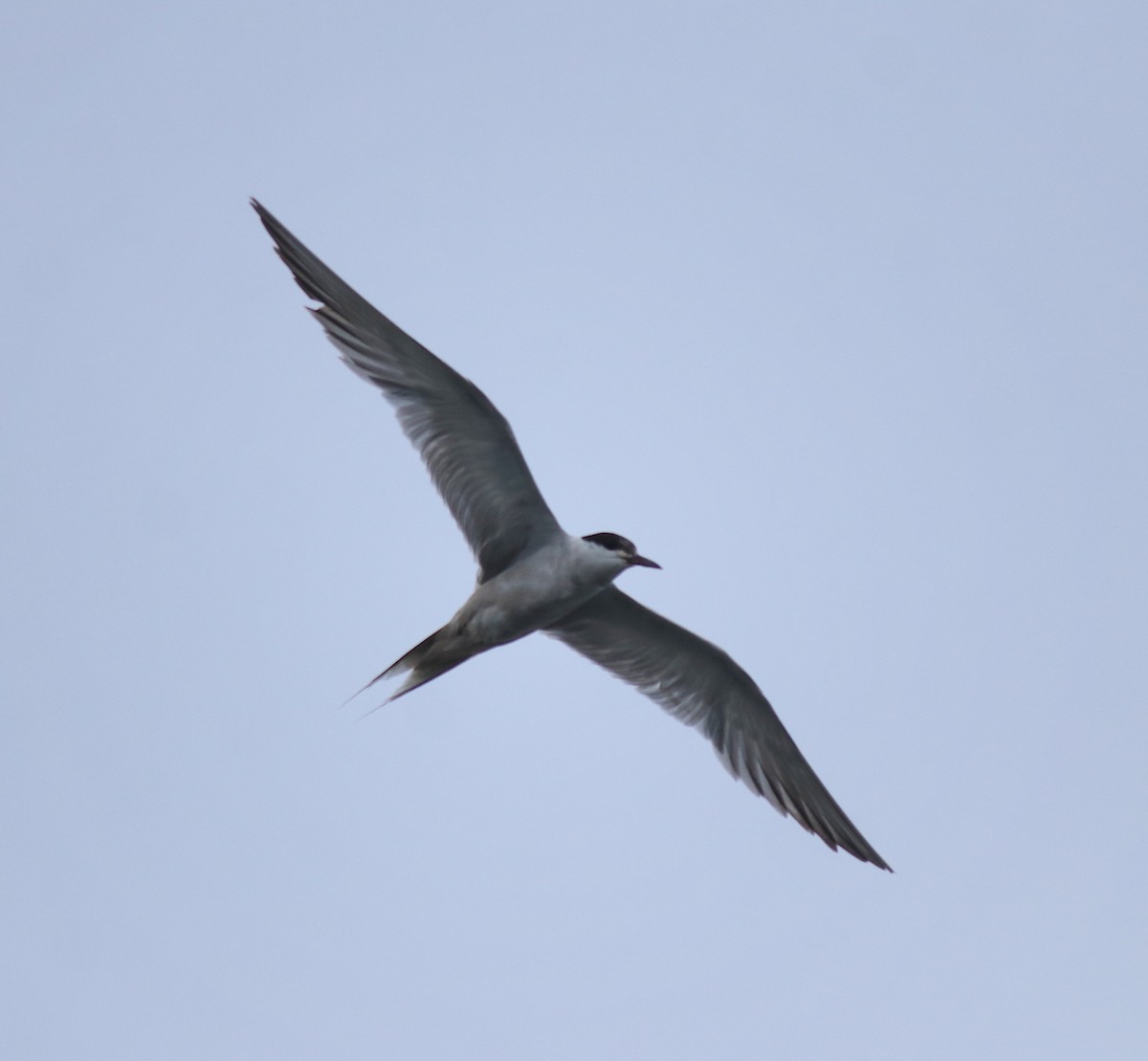 Common Tern - ML647839445