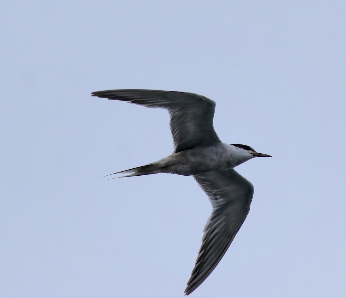Common Tern - ML647839447