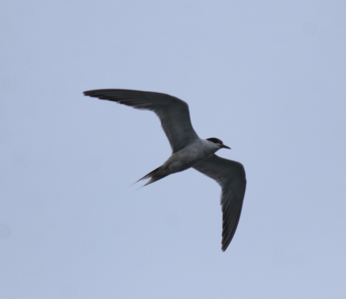 Common Tern - ML647839448