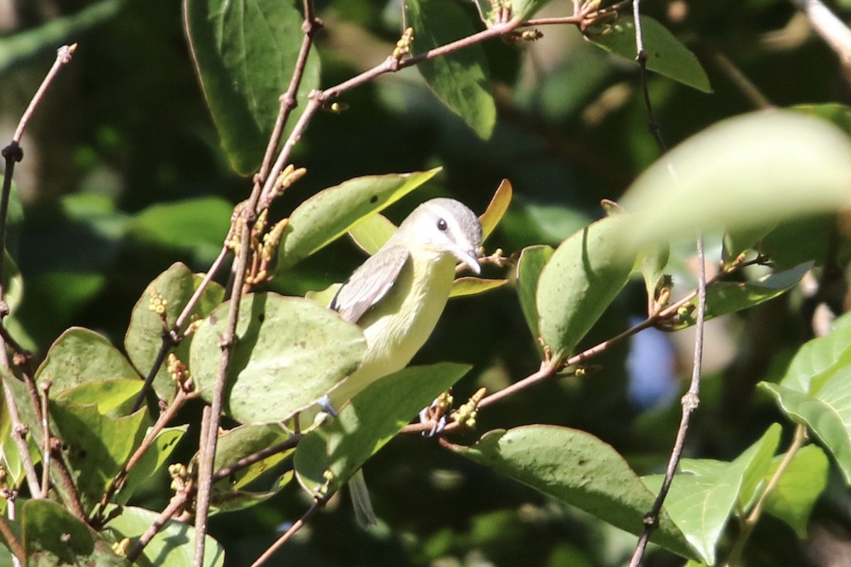 Philadelphia Vireo - ML647839475
