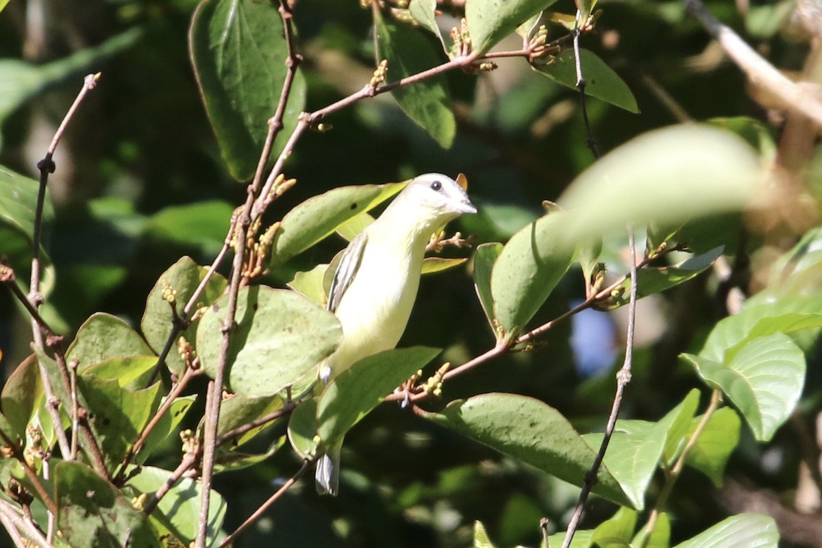 Philadelphia Vireo - ML647839476
