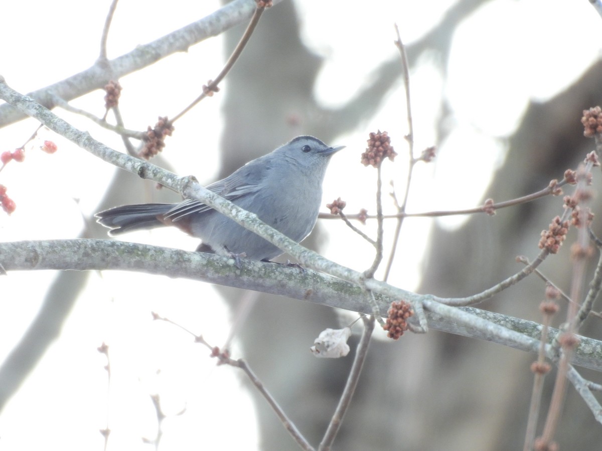 Moqueur chat - ML647839484