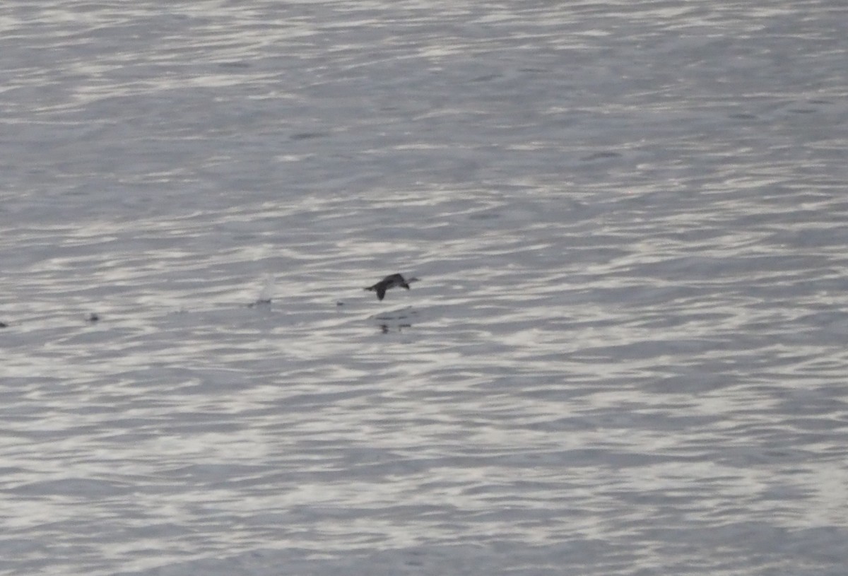 צוללן אדום-גרון - ML647839501