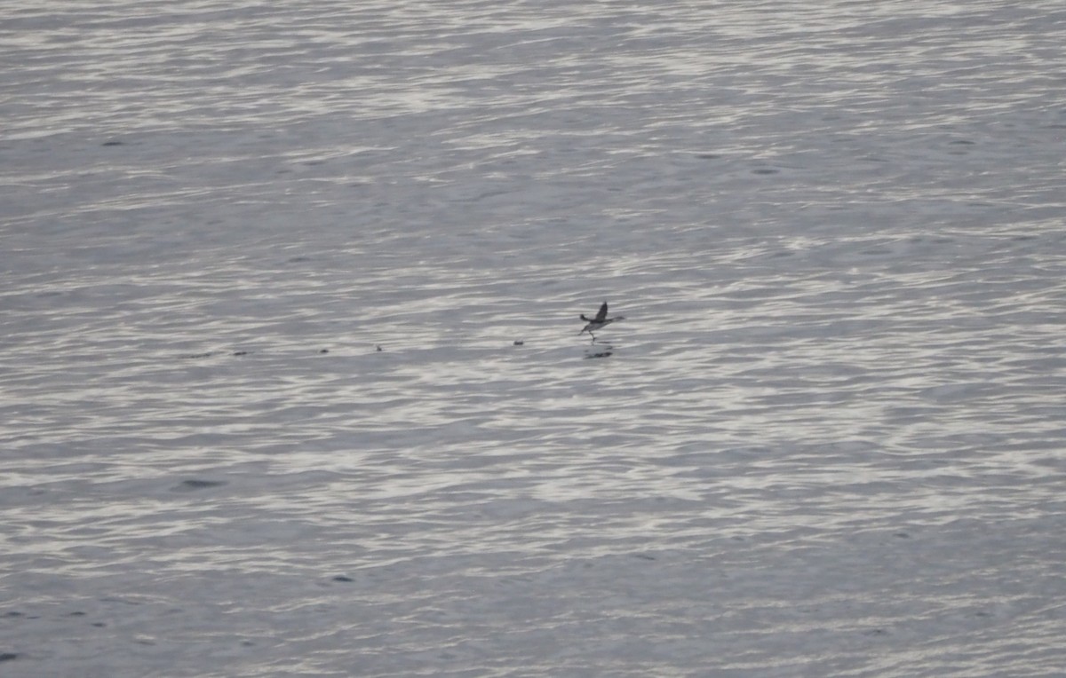 צוללן אדום-גרון - ML647839502