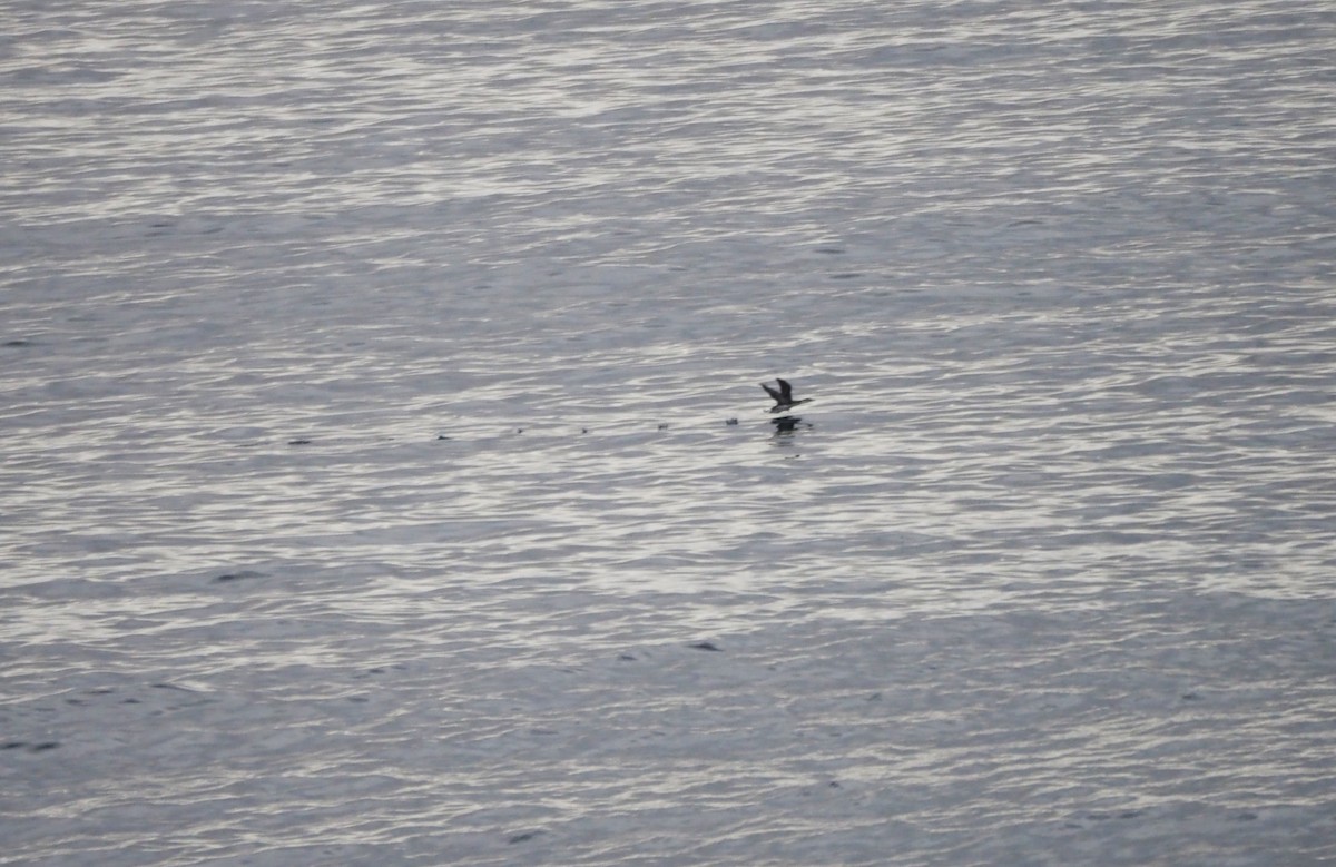 צוללן אדום-גרון - ML647839503