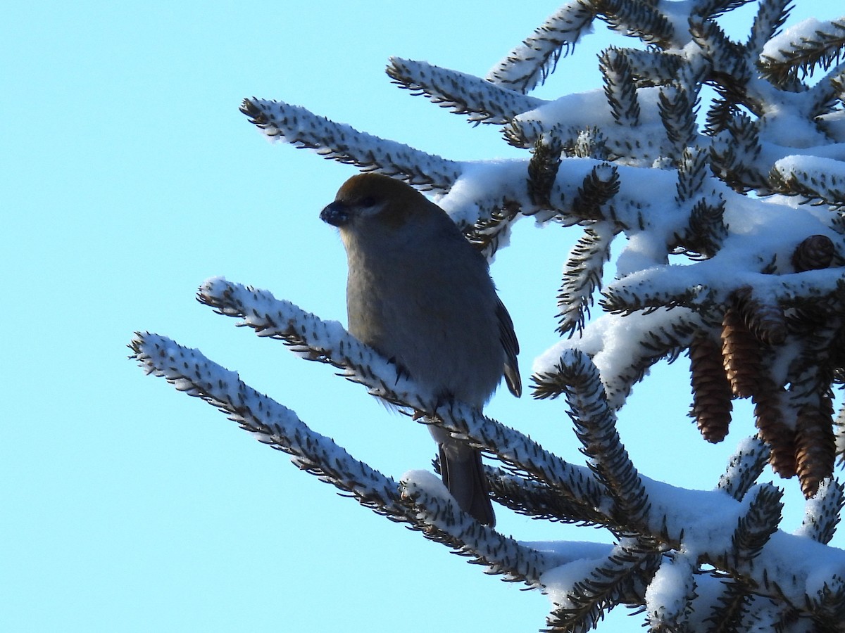 Pinu-gailupa - ML647839537