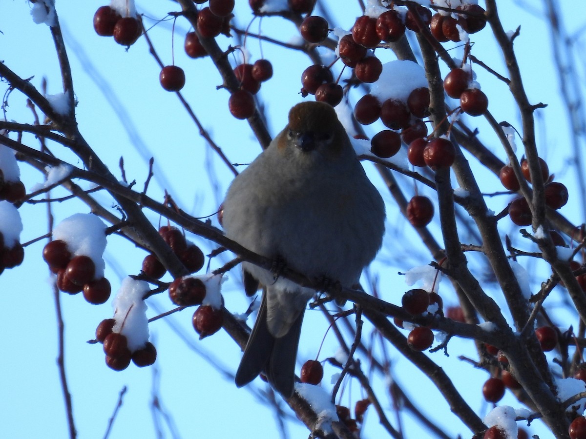 Pinu-gailupa - ML647839538