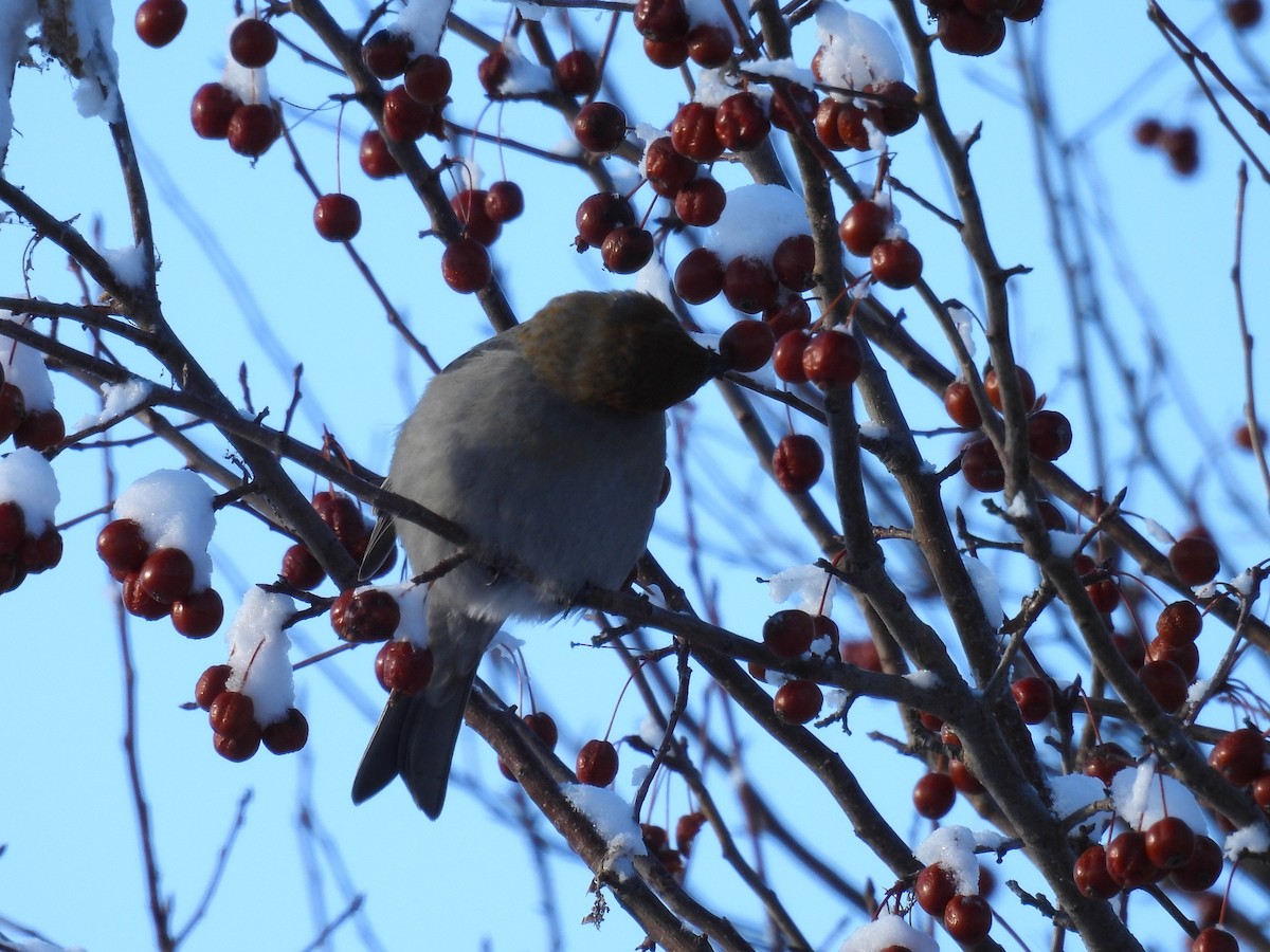 Pinu-gailupa - ML647839539