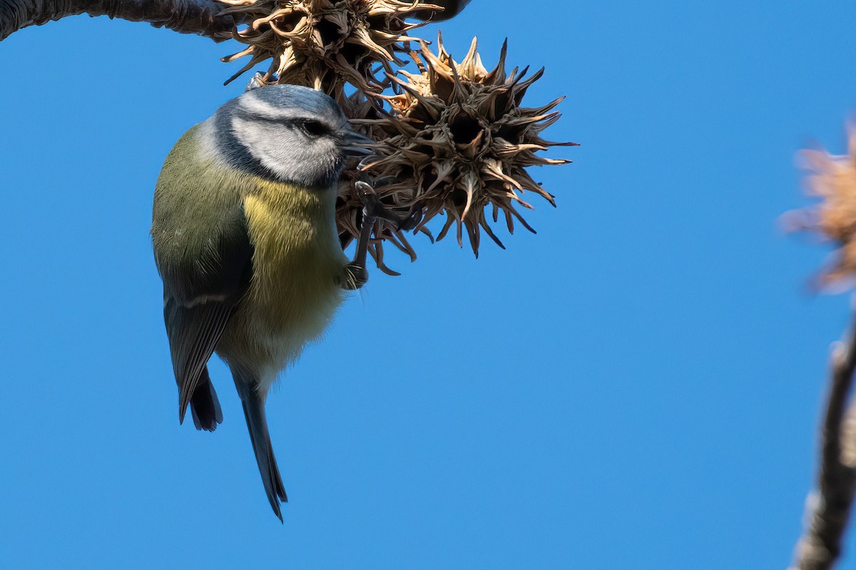 Eurasian Blue Tit - ML647839576