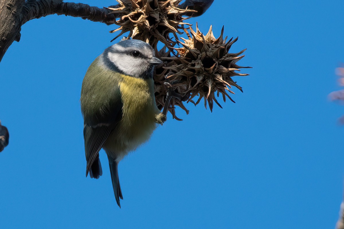 Eurasian Blue Tit - ML647839577