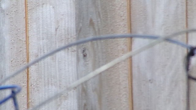 Orange-crowned Warbler - ML647839580