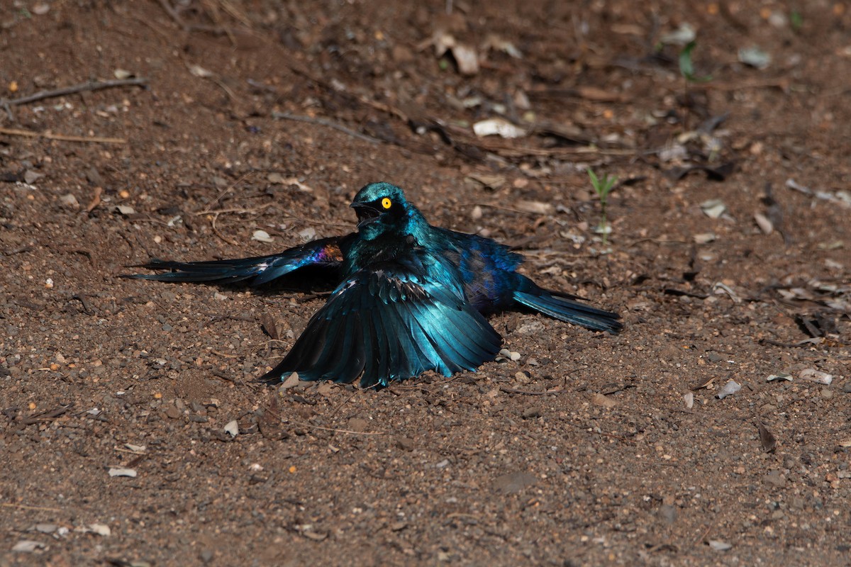 Greater Blue-eared Starling - ML647839592