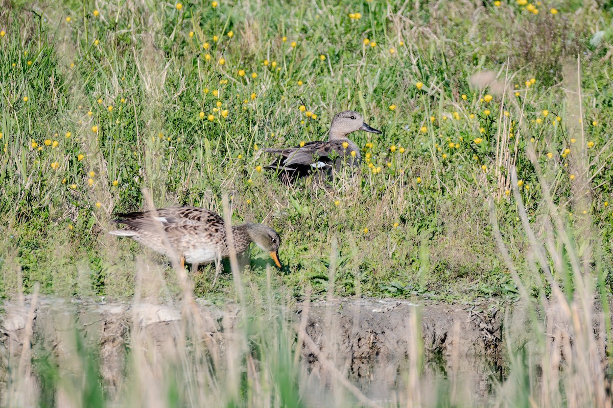 Серая утка - ML647839631