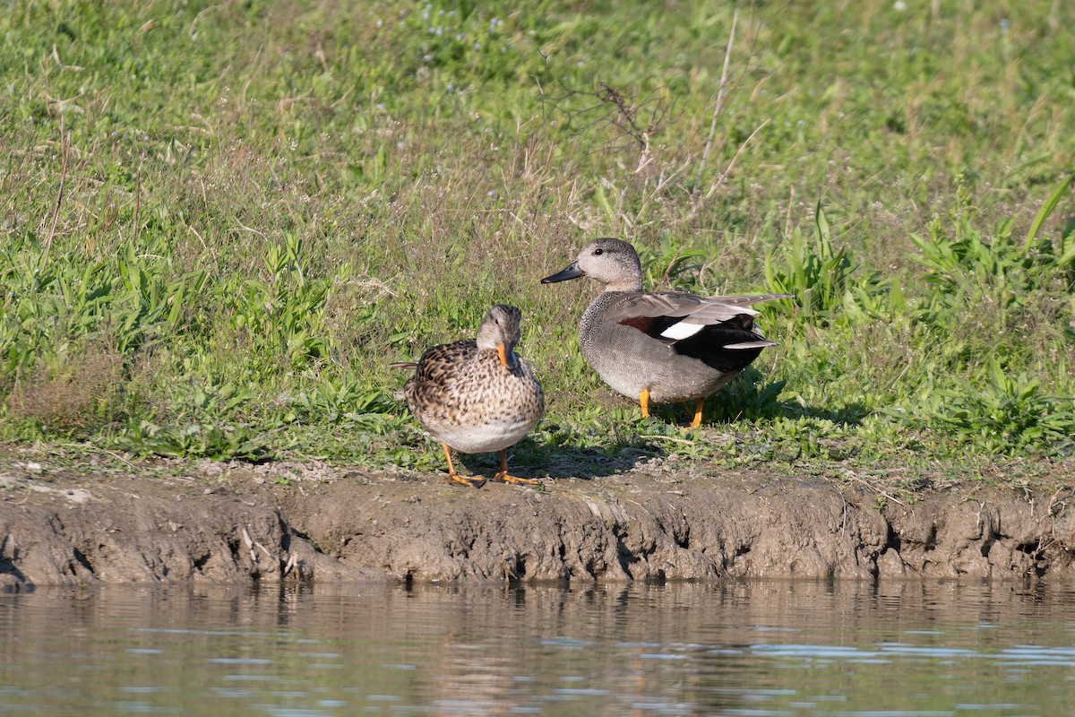 Серая утка - ML647839632