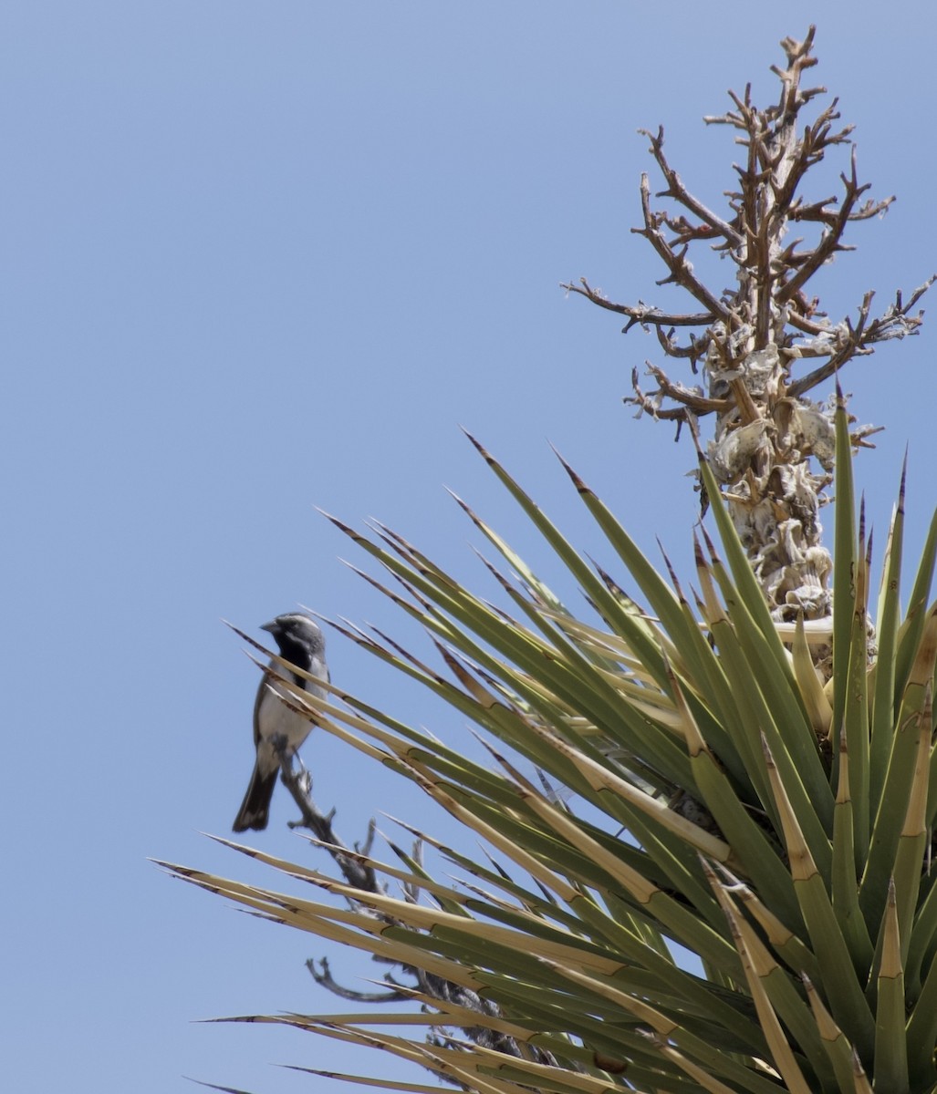 svartstrupespurv - ML647839680