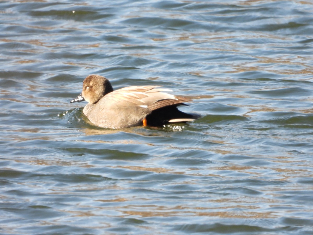 Серая утка - ML647839686