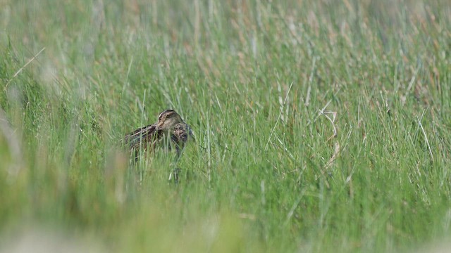 Wilson's Snipe - ML647839693