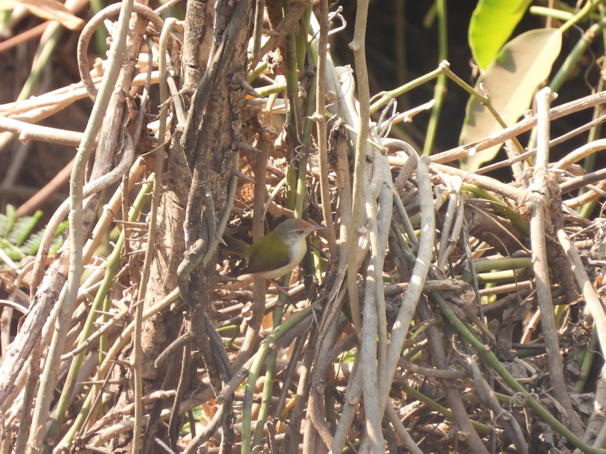 Common Tailorbird - ML647839697