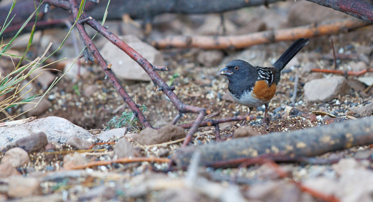 Spotted Towhee - ML647839712
