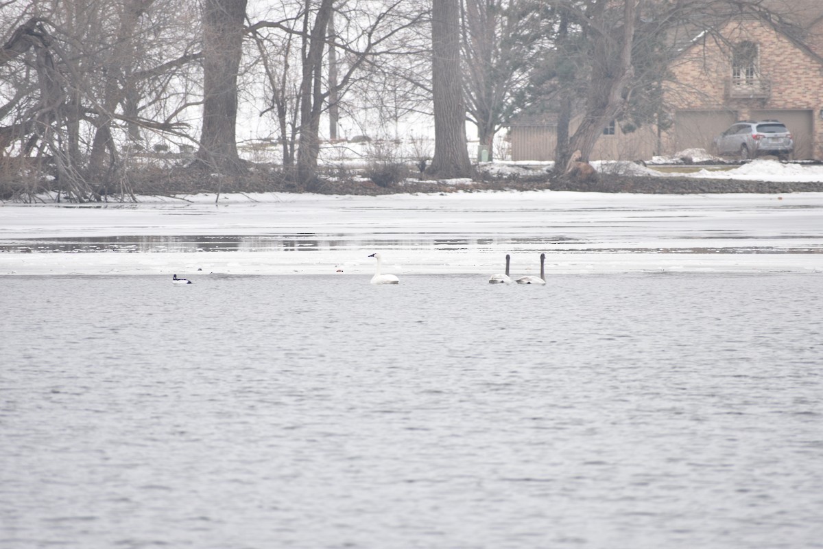 小天鵝 - ML647839719